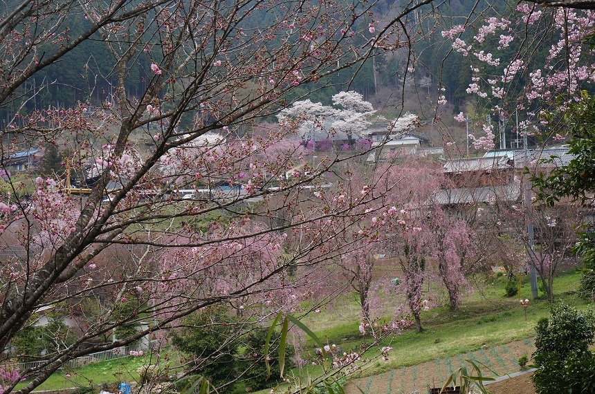 乙津 花の里