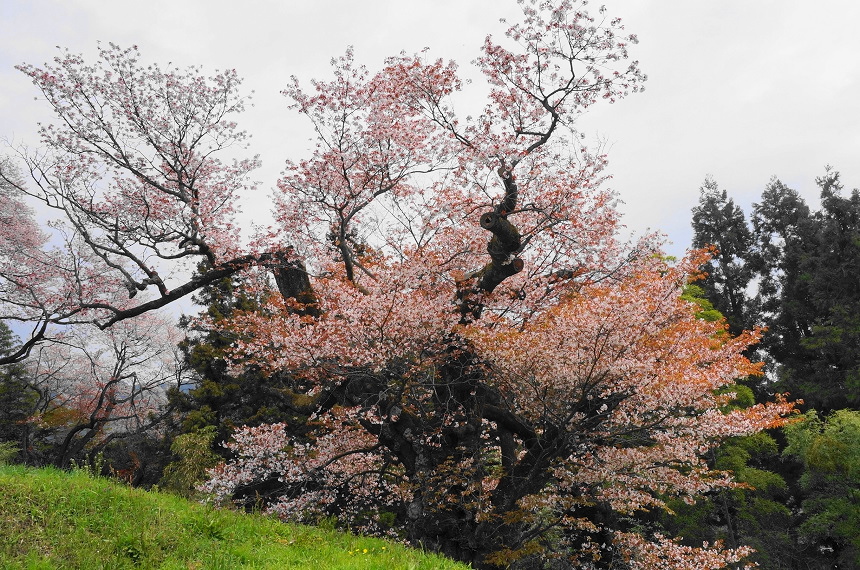 光厳寺