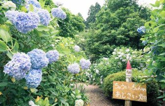 南沢あじさい山