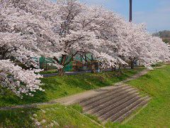 草花公園 桜
